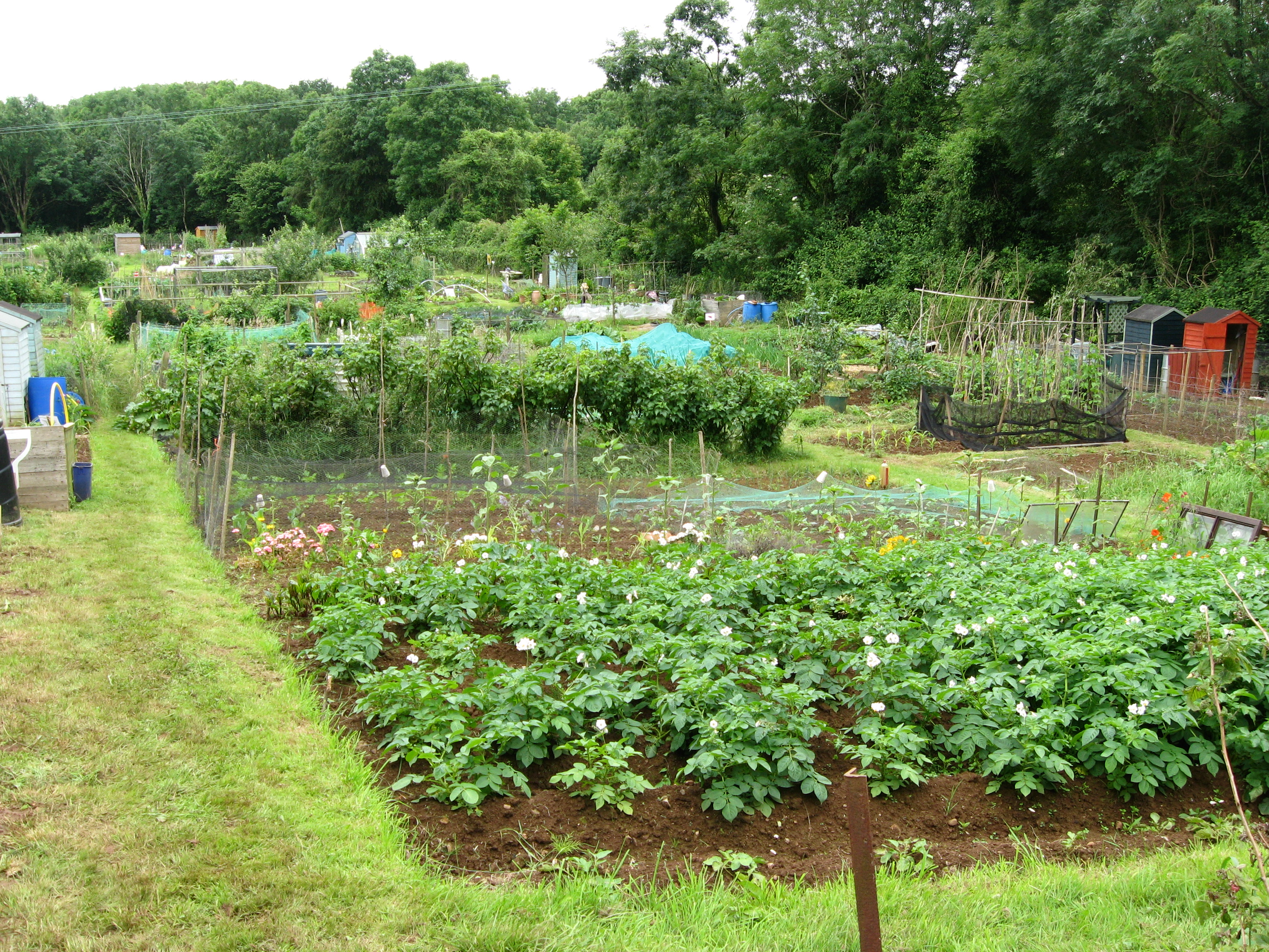 Allotment View July2